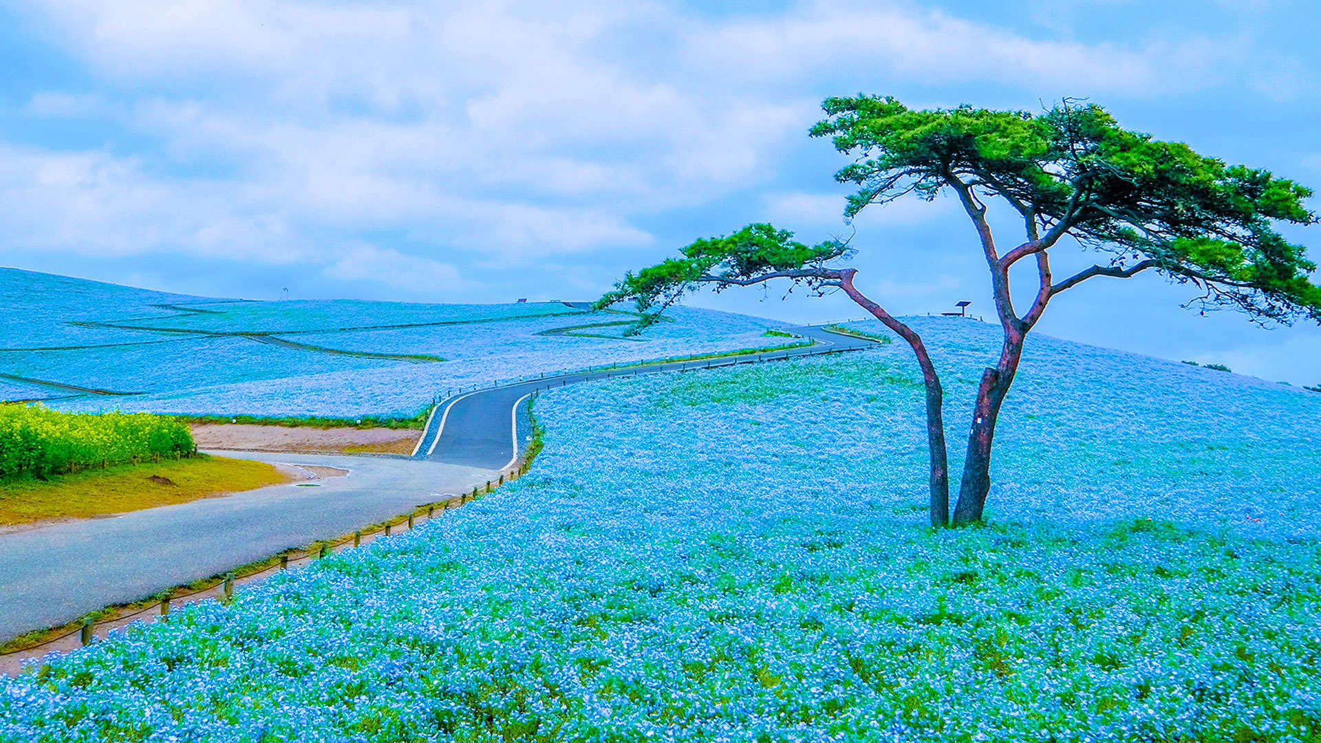 1920X1080 Hitachinaka Hitachi Seaside Park