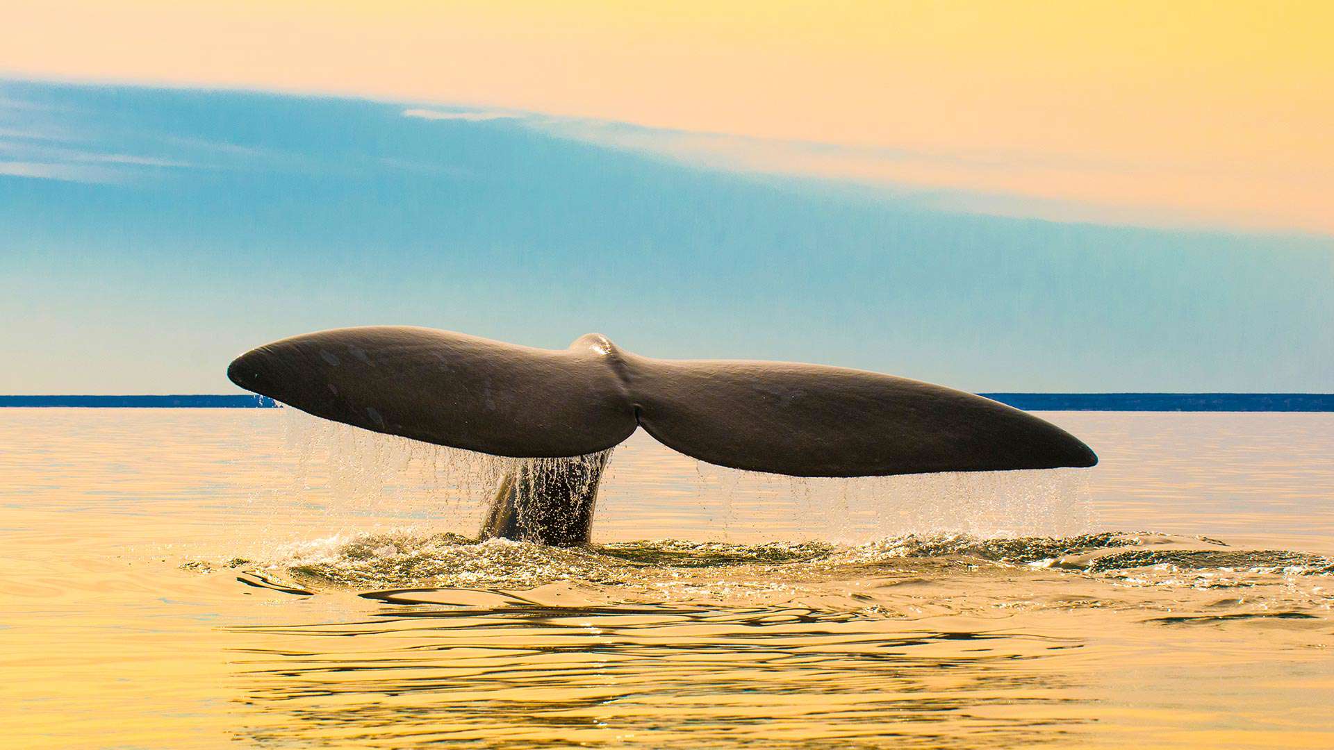 1920X1080 Puerto Madryn Whale