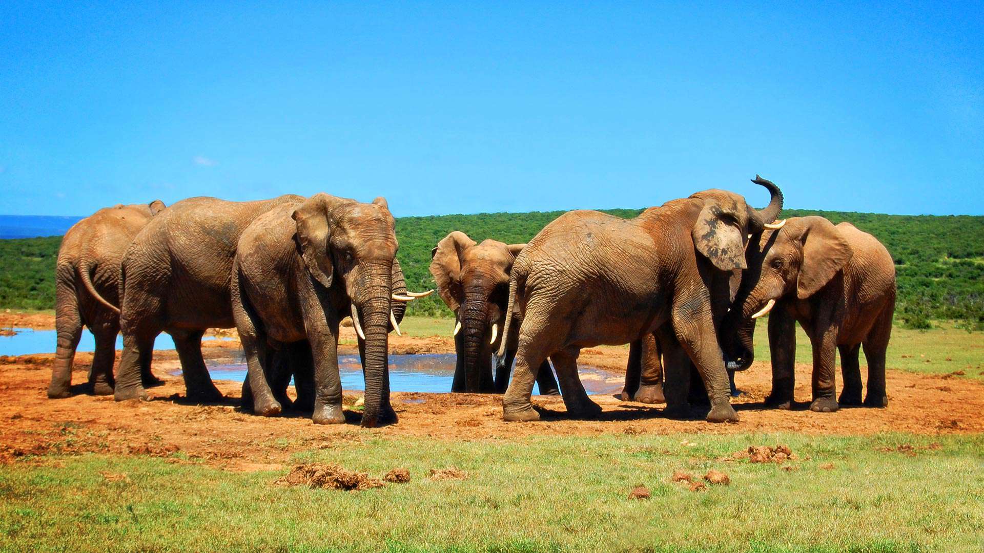 1920X1080 PE Addo Elephant