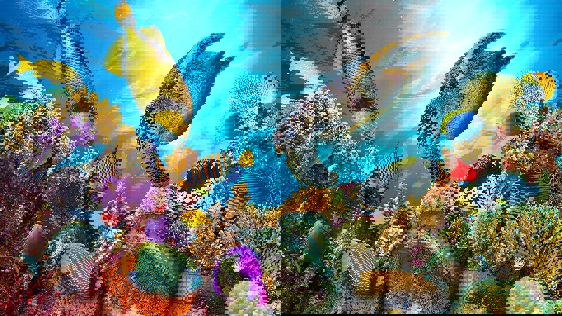 1920X1080 Polynesien Sealife