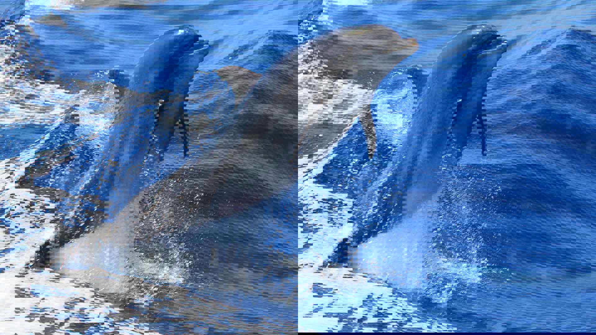 1920X1080 Tenerife Delfin