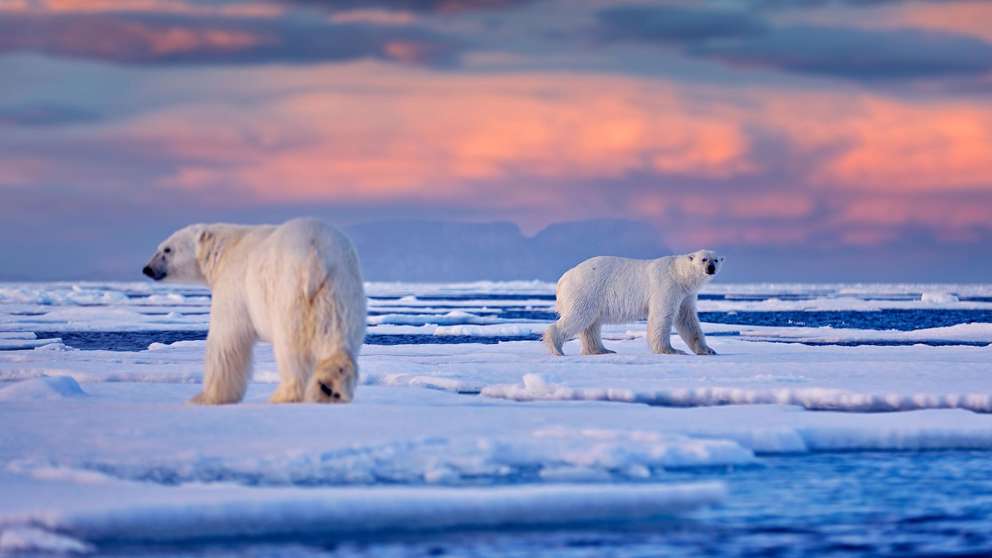 Svalbard Isbjørne