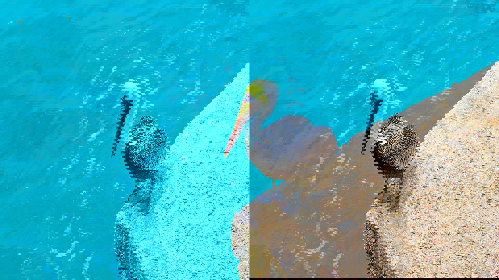 1920X1080 Brun Pelikan I Caribien