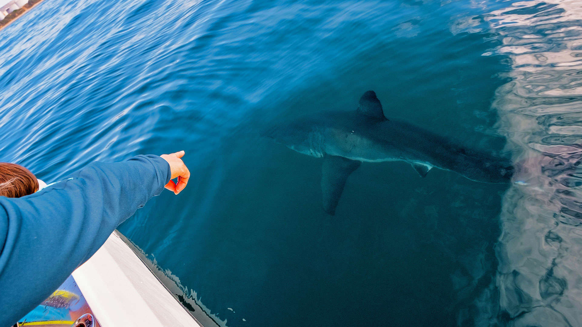 1920X1080 Shark Viewing