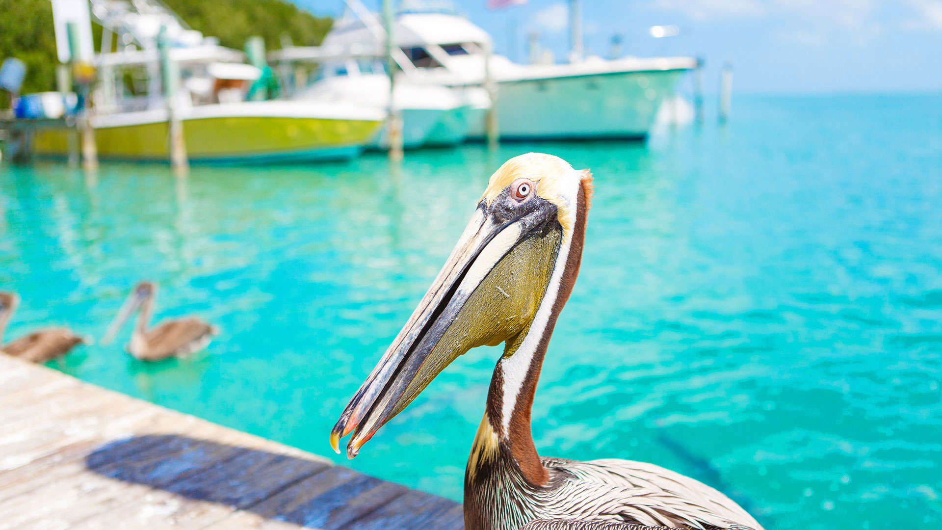 1920X1080 Key West Pelikan