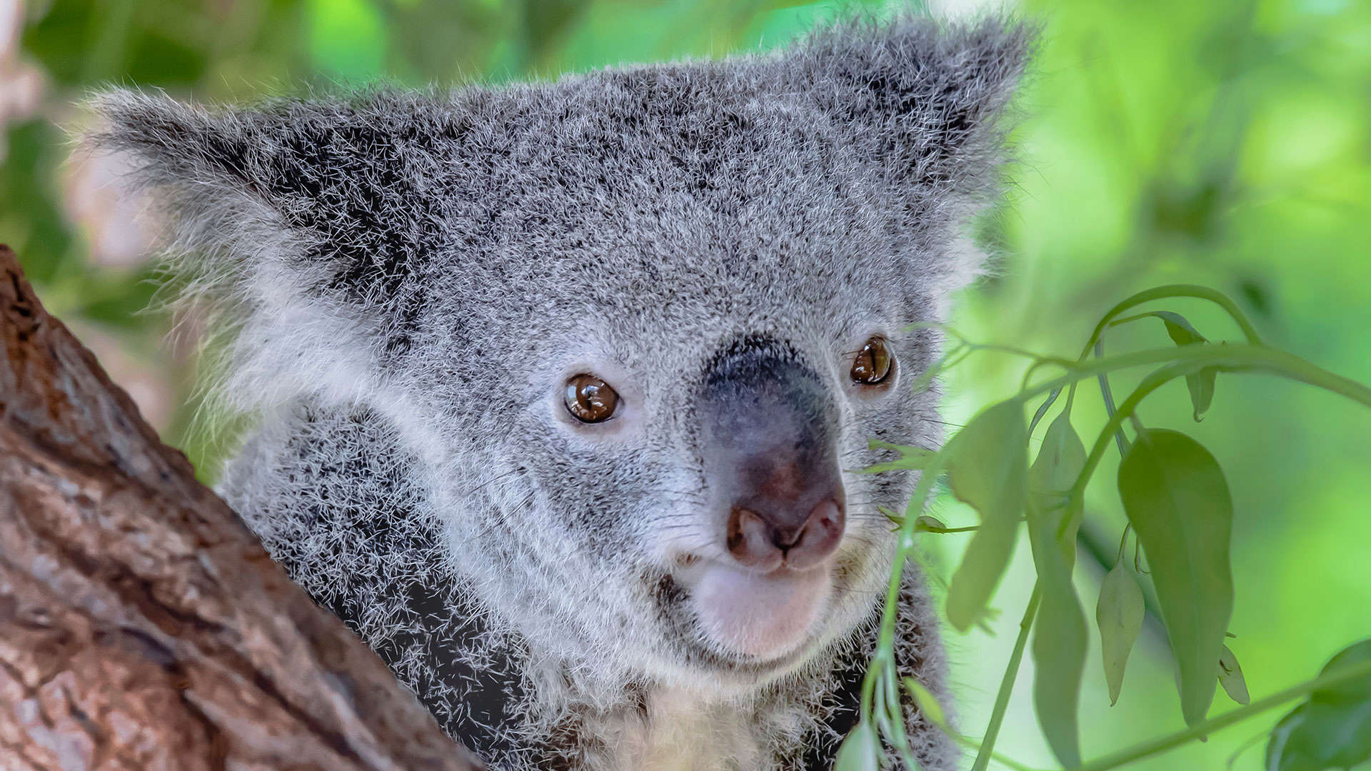 1920X1080 Towsvilla Koala