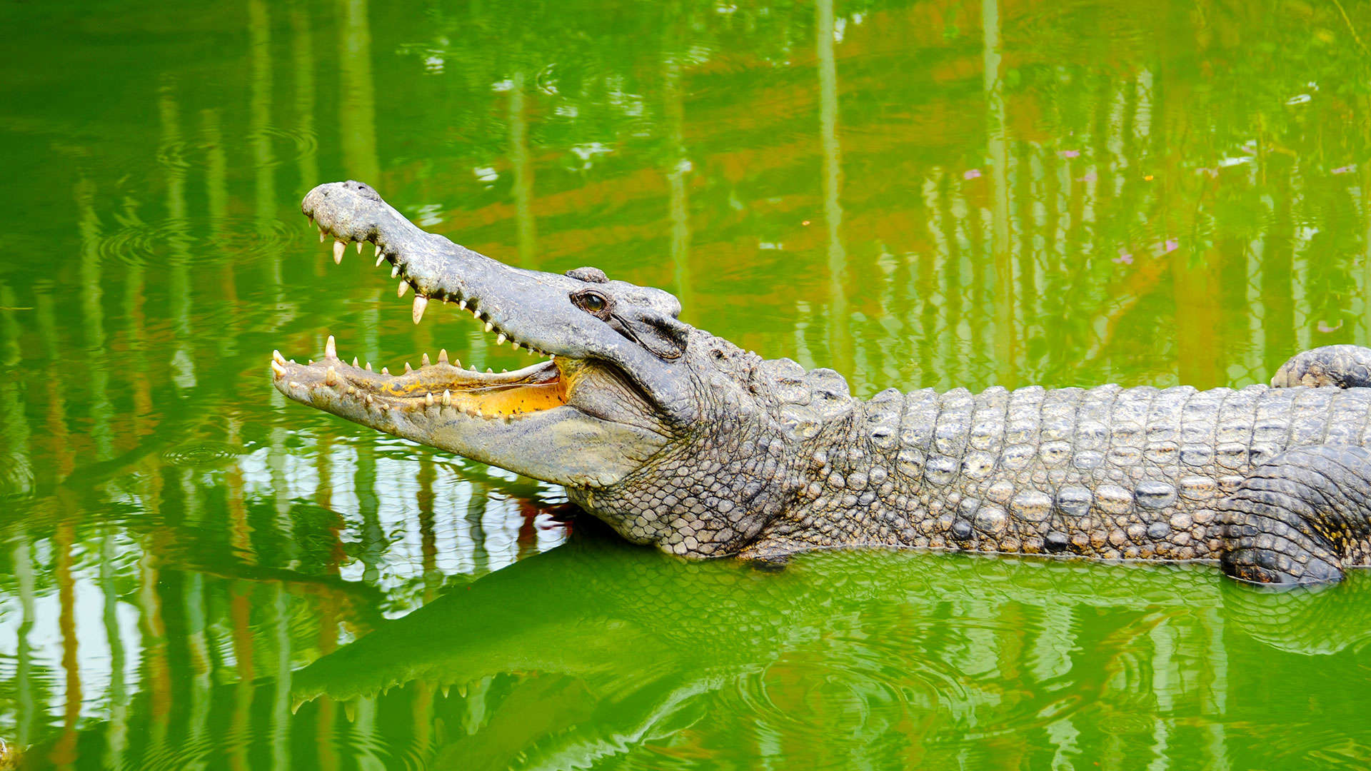 1920X1080 Darwin Croc