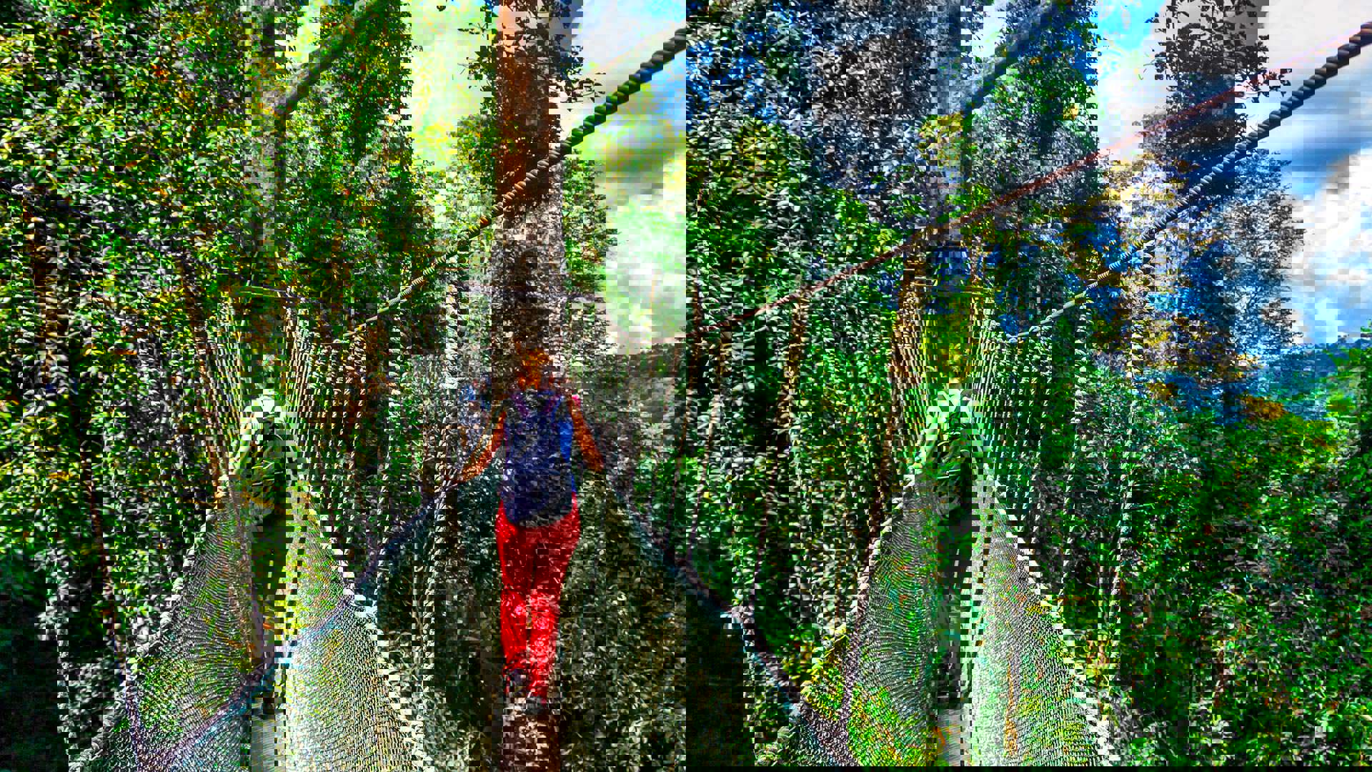 1920X1080 Canopy Walk Kota Kinabalu