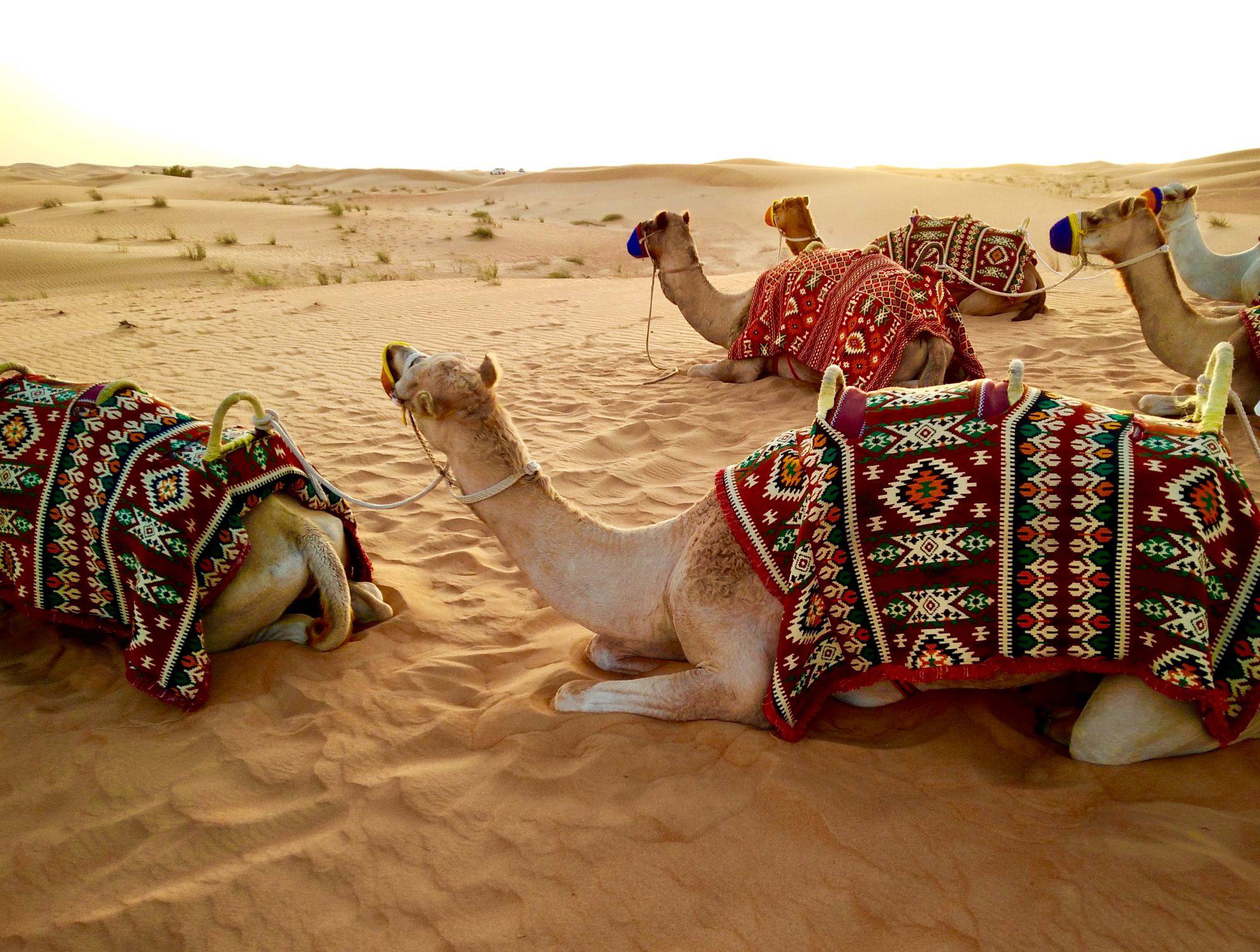 Ørken i Ægypten