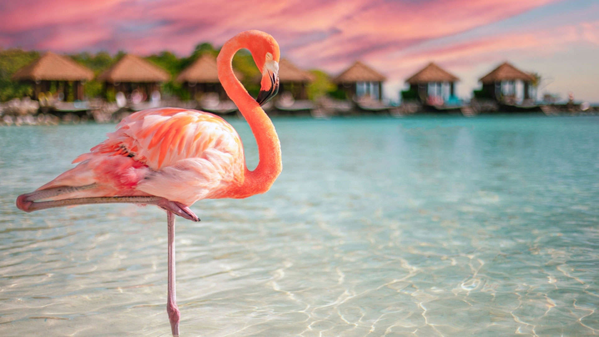 1920X1080 Aruba Flamingo Beach I Oranjestad