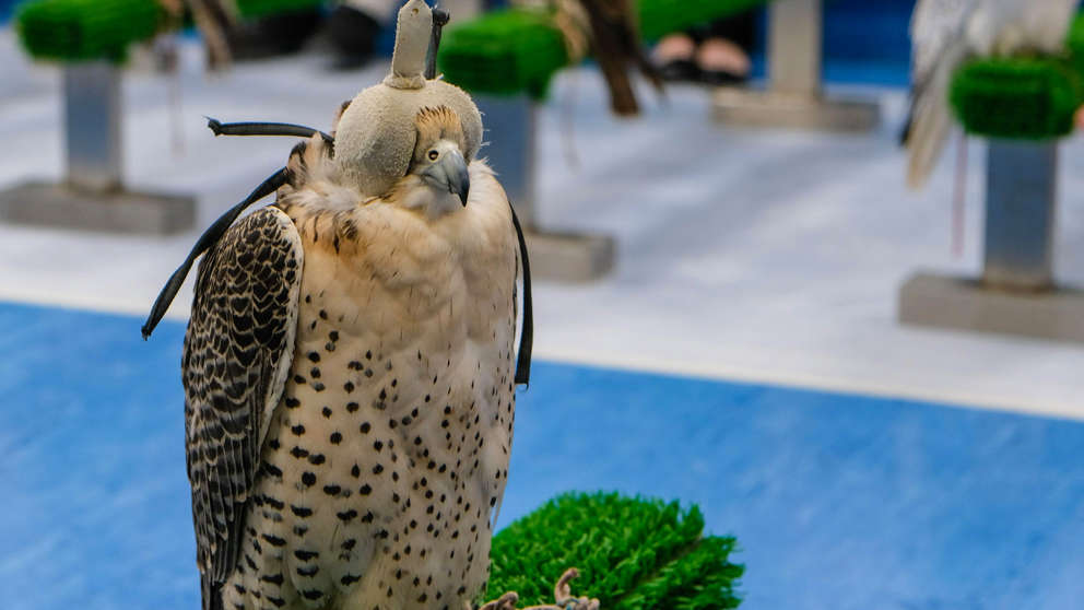 1920X1080 Abudhabi Falcon Hospital