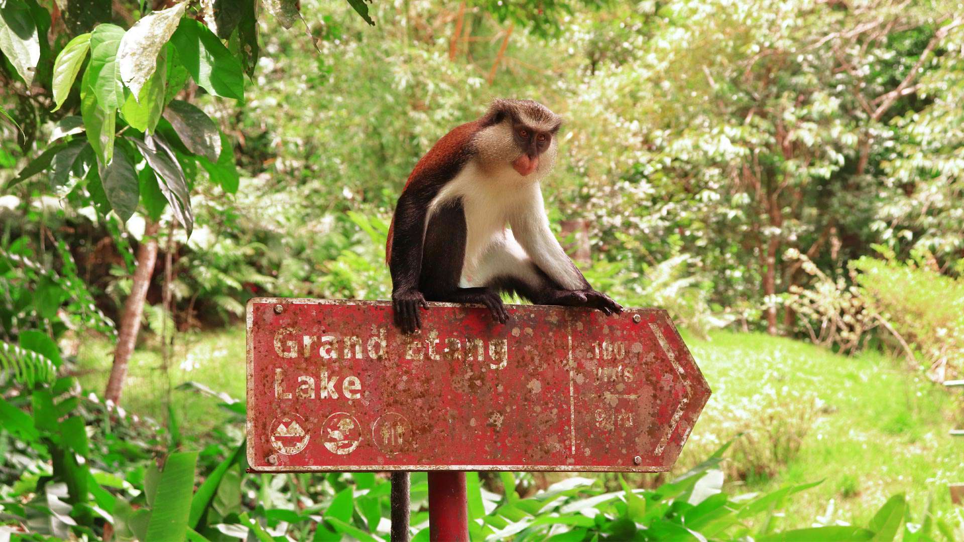 1920X1080 Grenada Etang NP Mona Monkey