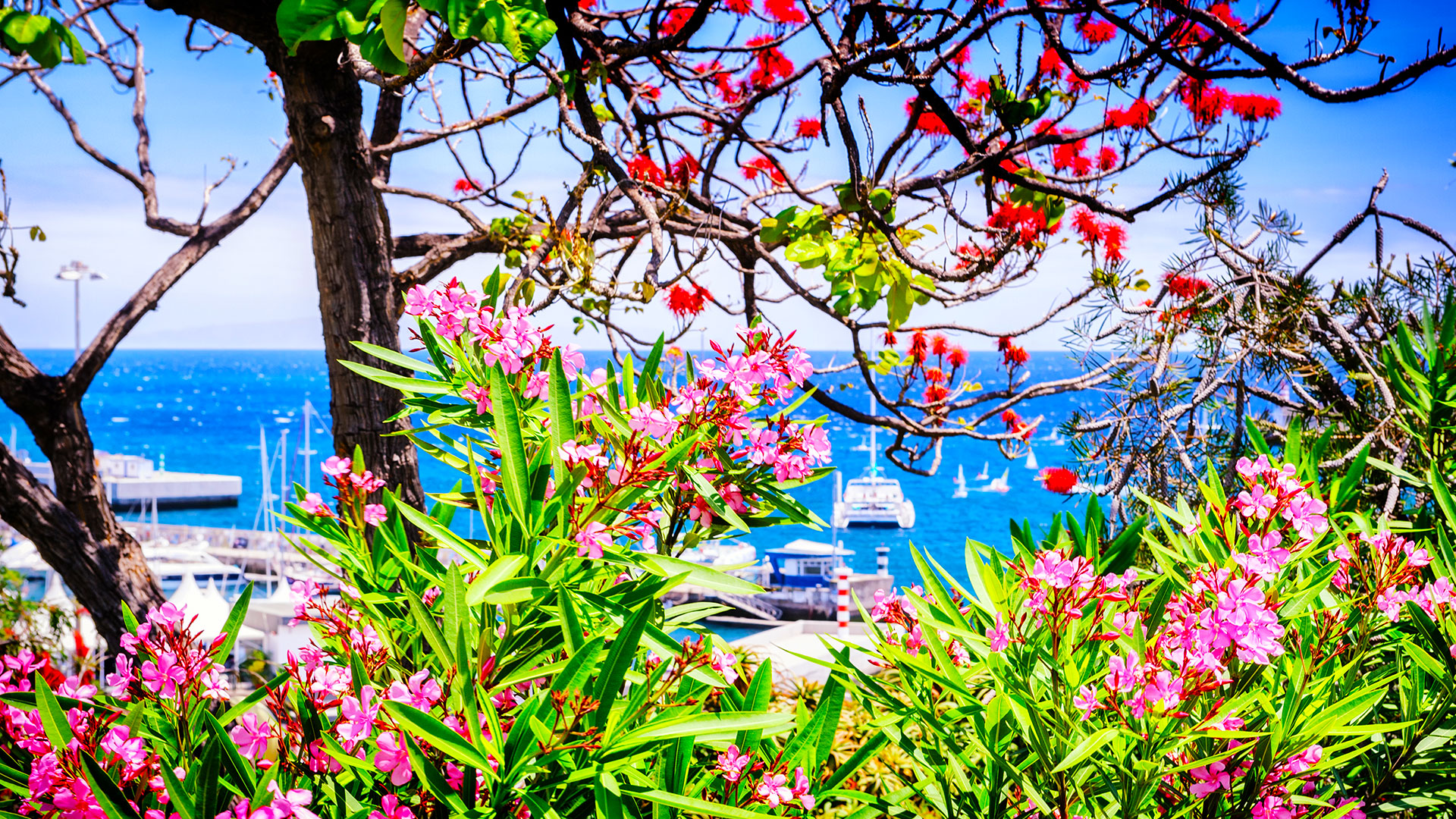 De Kanariske Øer & Madeira