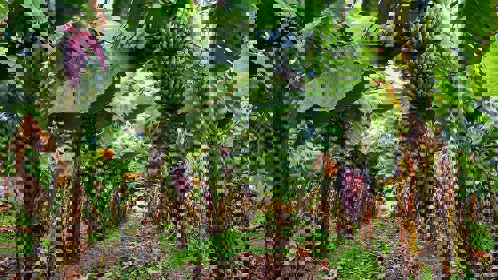 1920X1080 Grancanaria Bananplantage