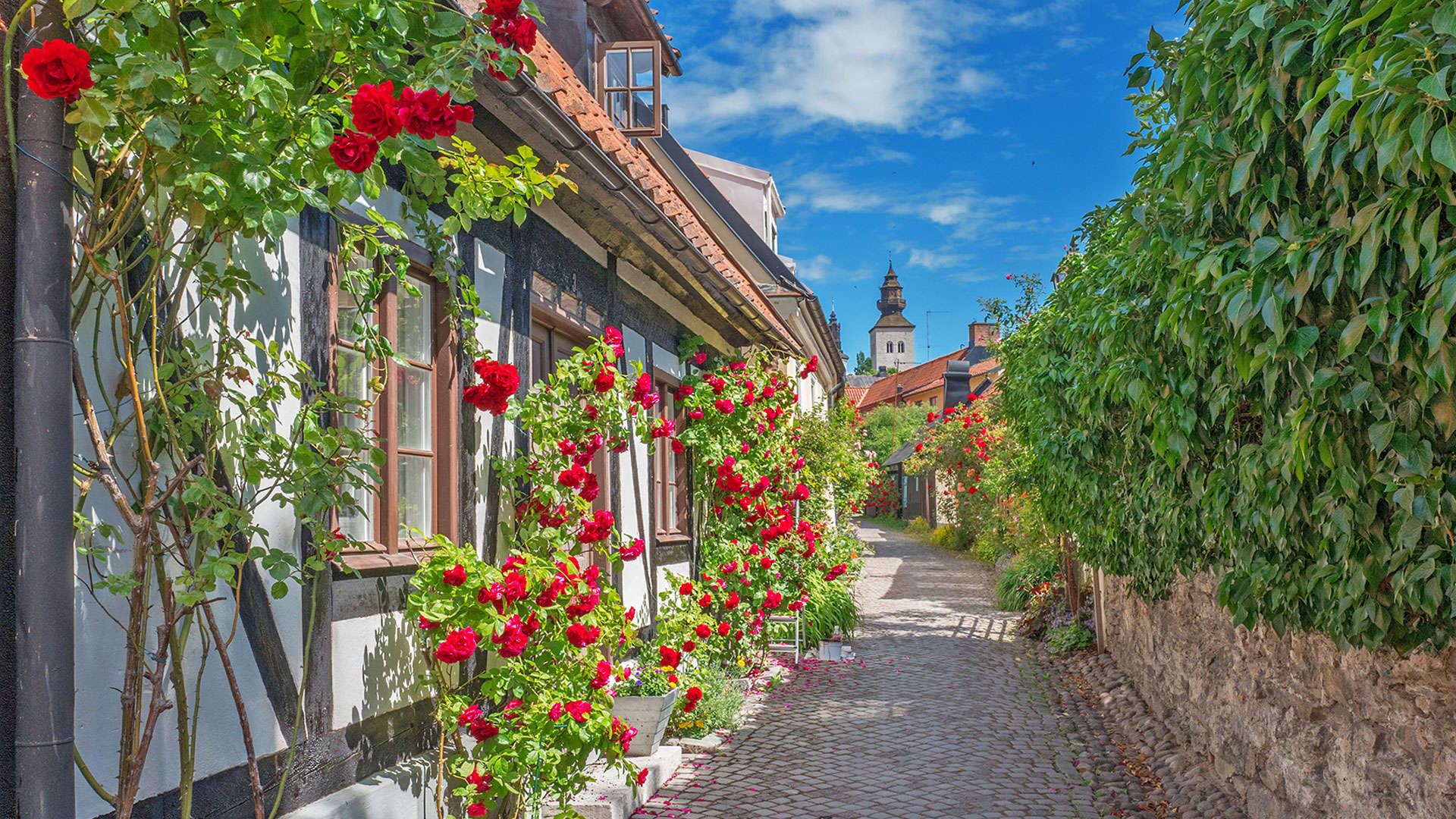 Visby Roser Old Street