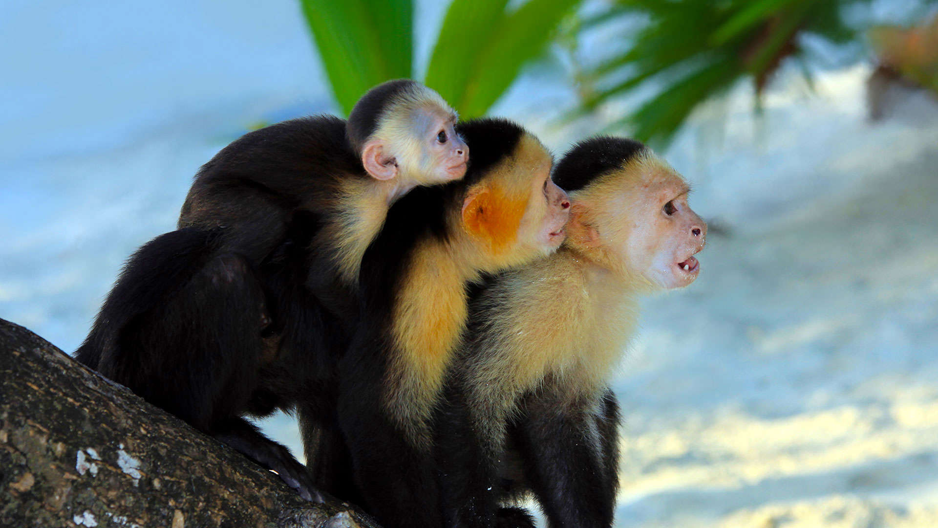 1920X1080 Honduras White Headed Capuchin Monkey