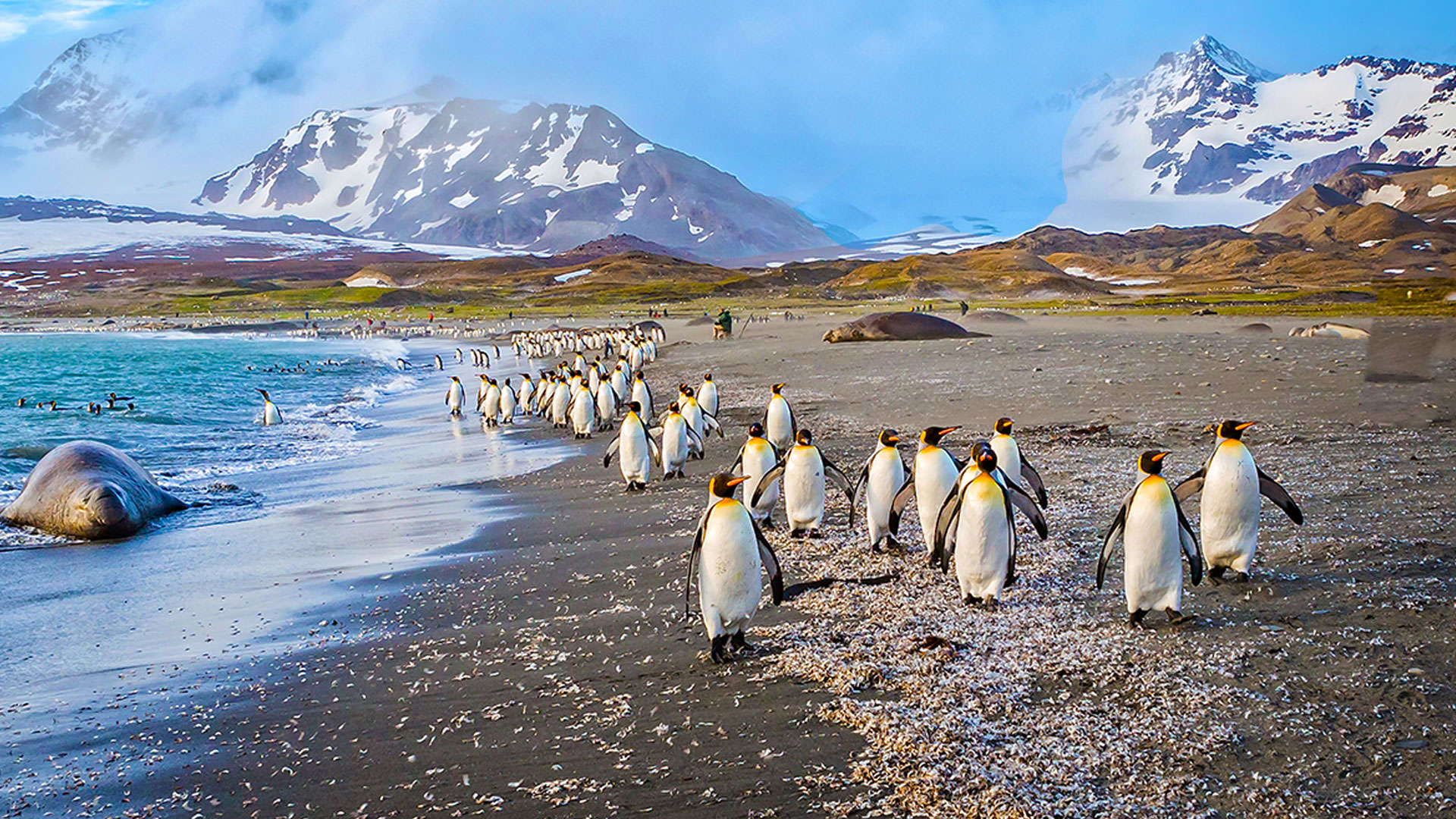 1920X1080 Falklandsøer Kongepingviner