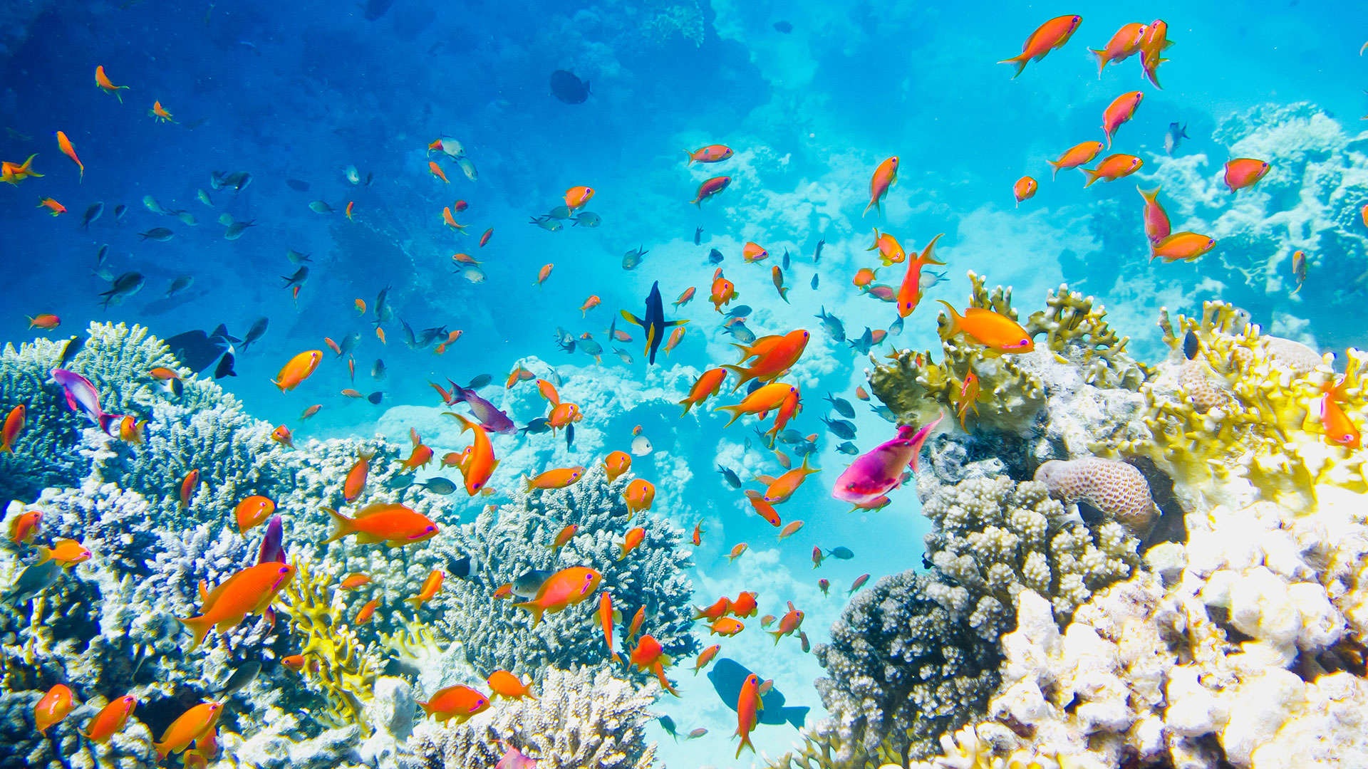 1920X1080 Safaga Egypt Diving