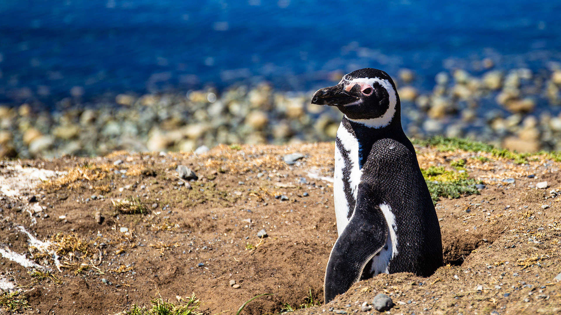 1920X1080 Punta Arenas Chile Petagonien Vild Pingvin