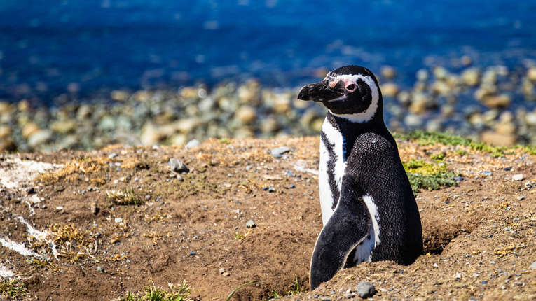 Punta Arenas