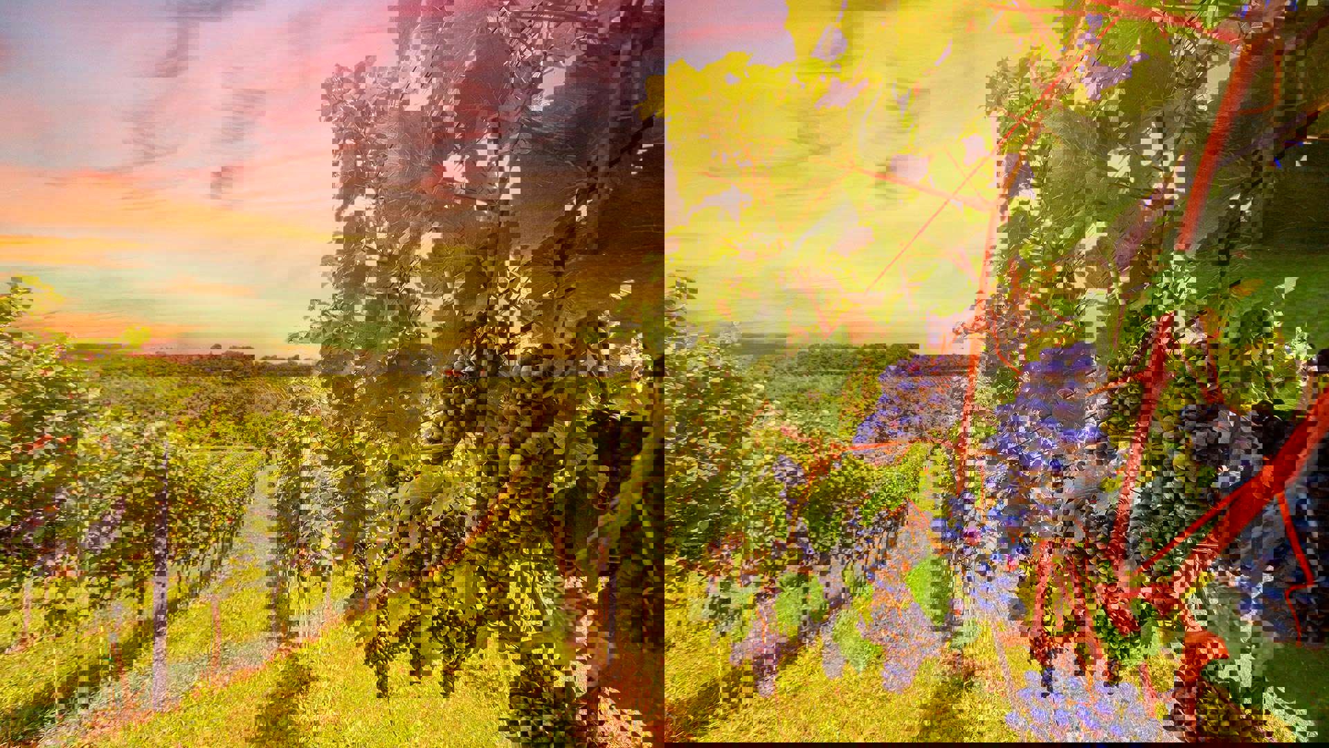 1920X1080 Chile Vinlandskab