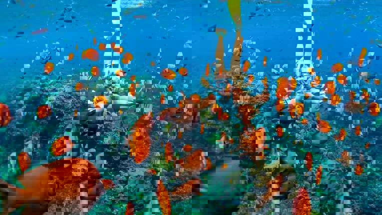 Fra 08:00 til 17:00 - Great Stirrup Cay, Bahamas