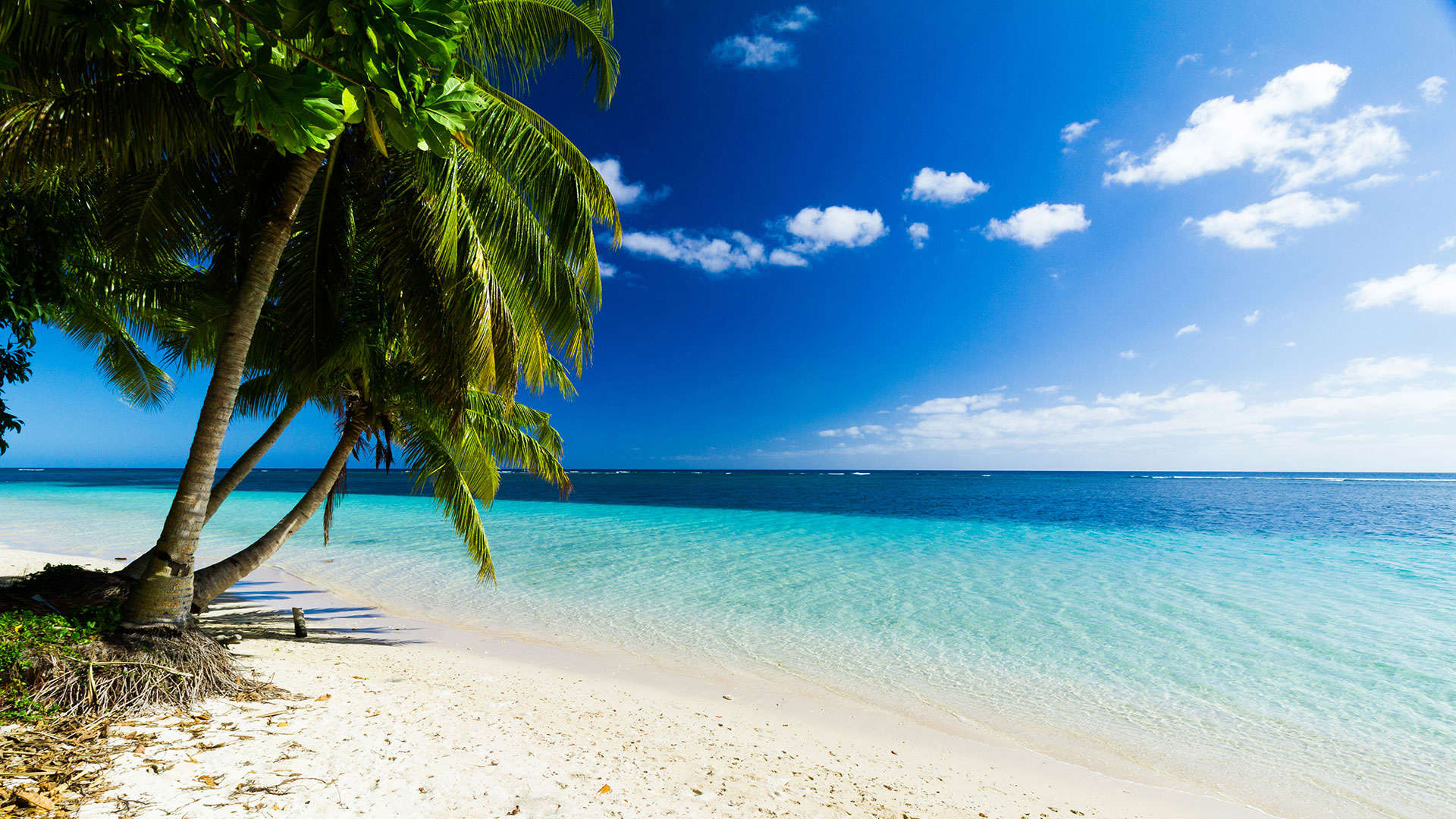 1920X1080 Vanuata Coconut Trees