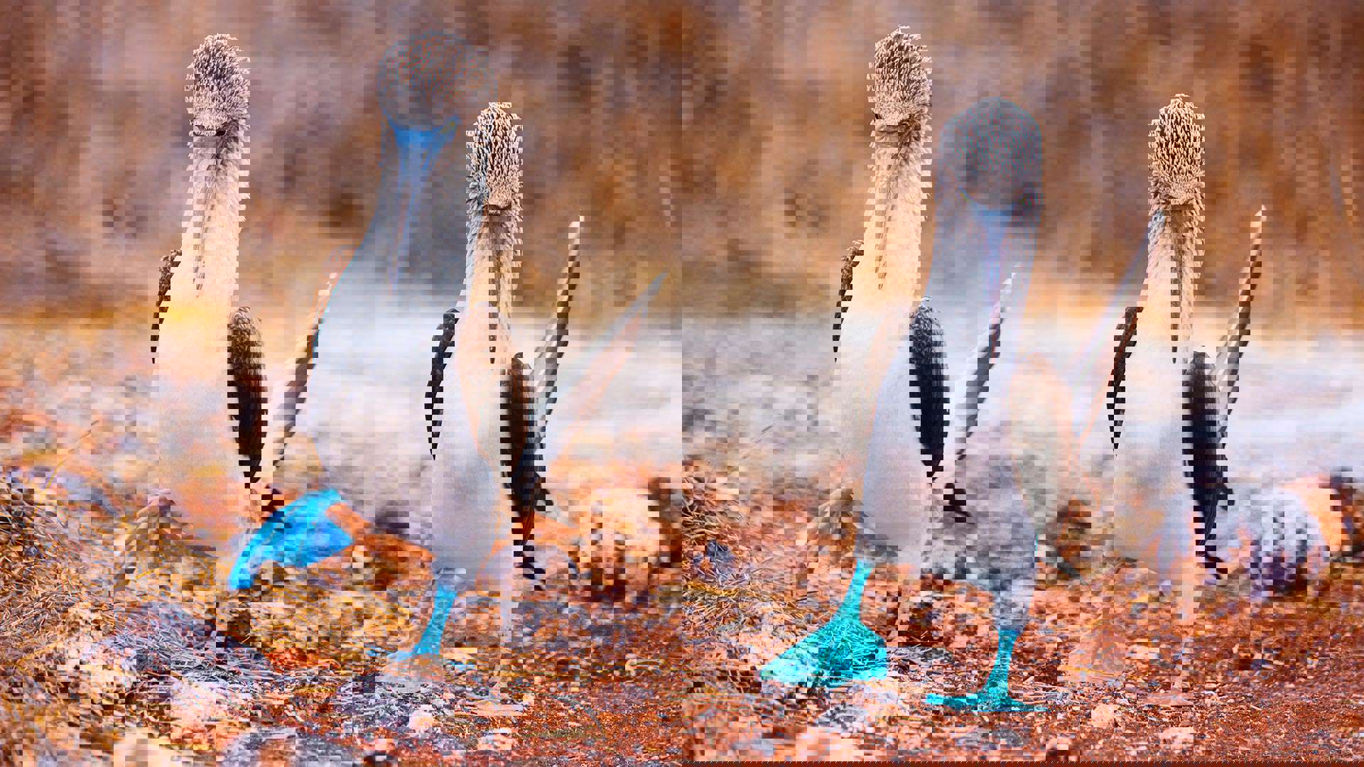 1920X1080 Bluefooted Boobies