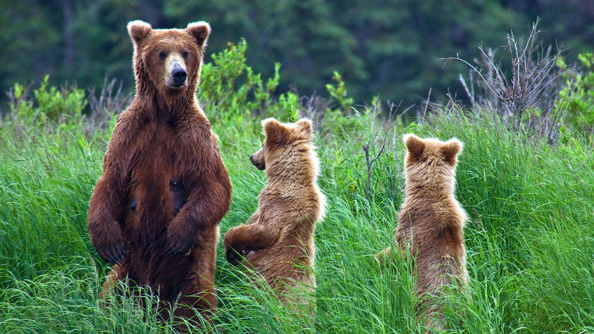 1920X1080 Sitka Bearmam