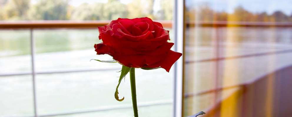 A-Rosa Bella Rose